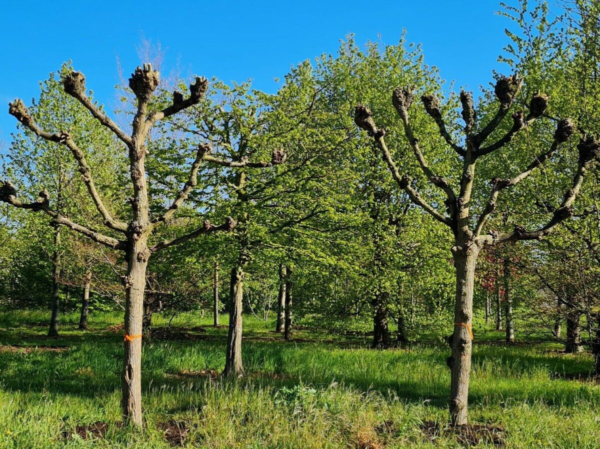 Koningslinde | Leivorm