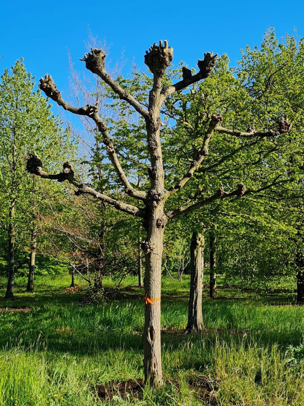 Koningslinde | Leivorm