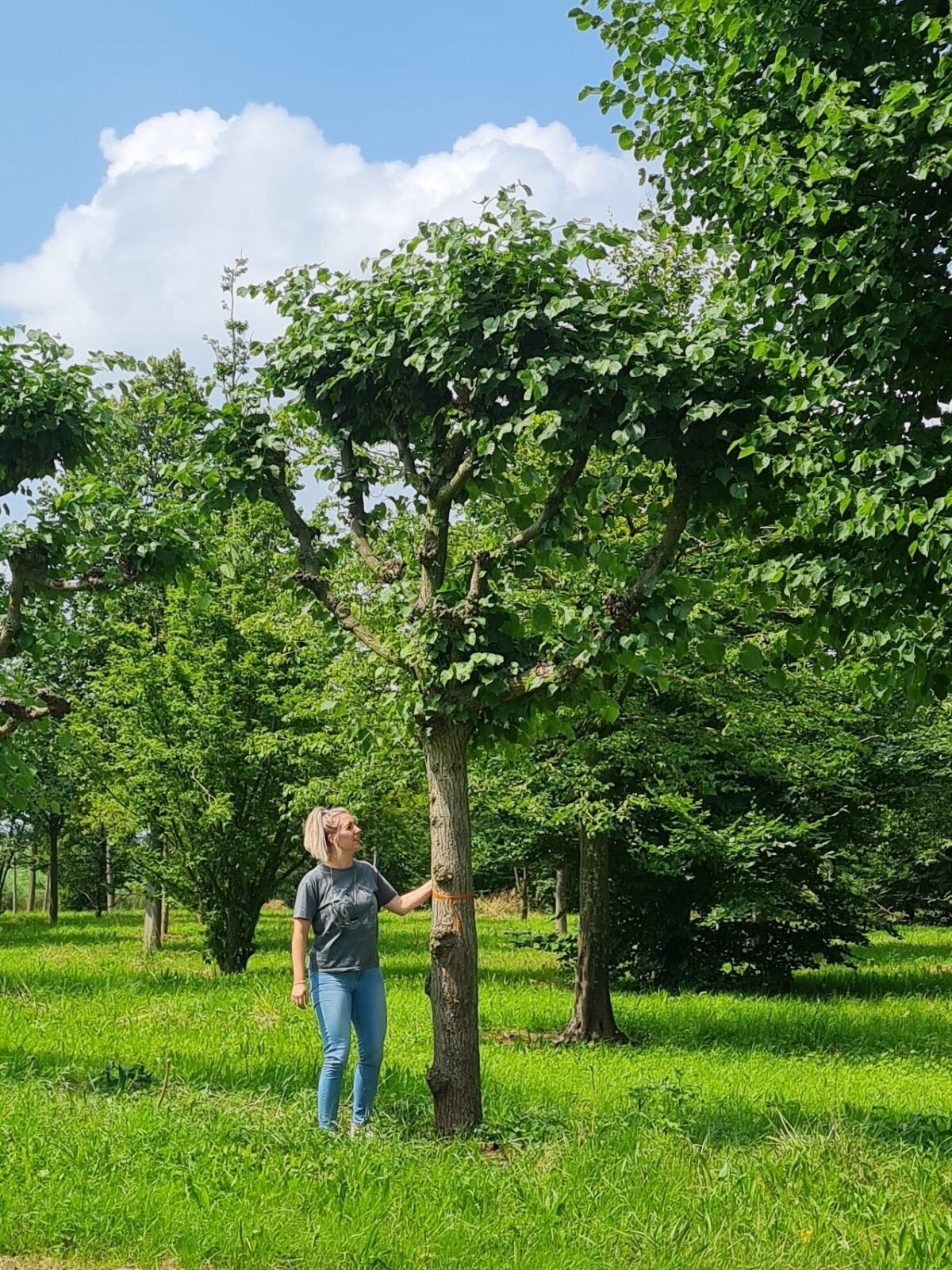 Koningslinde | Leivorm