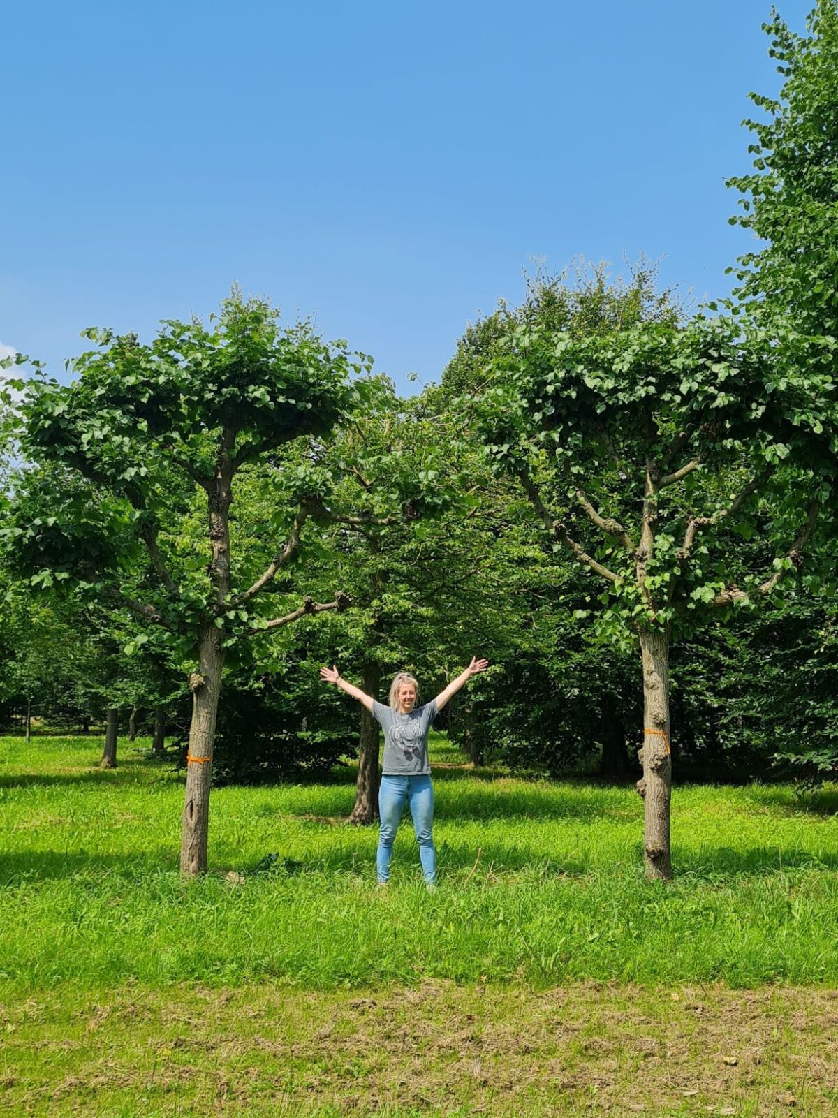 Koningslinde | Leivorm