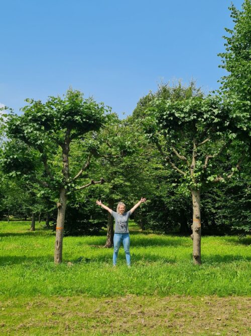Koningslinde | Karakteristieke Leivorm
