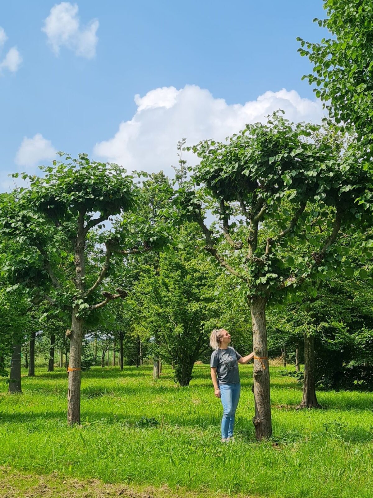 Koningslinde | Leivorm