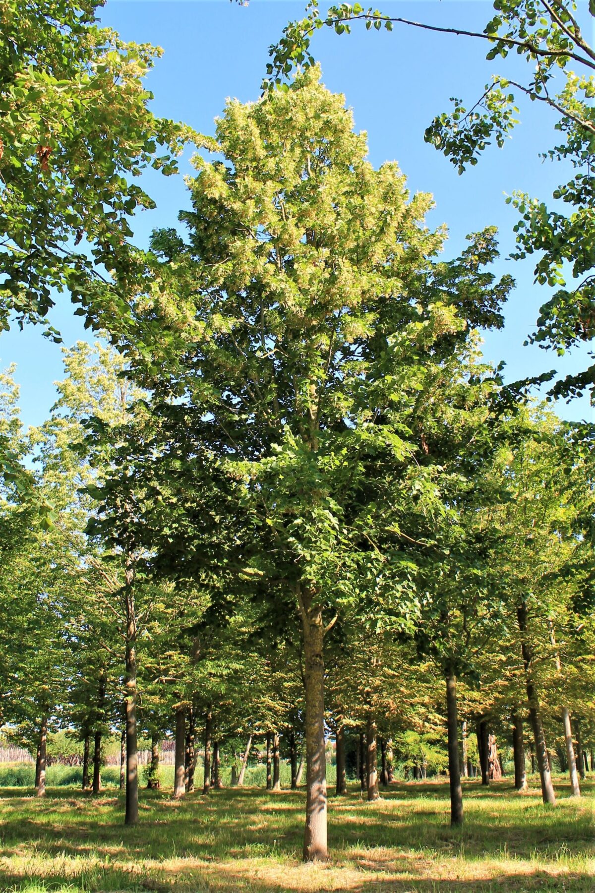 Krimlinde | Hoogstam