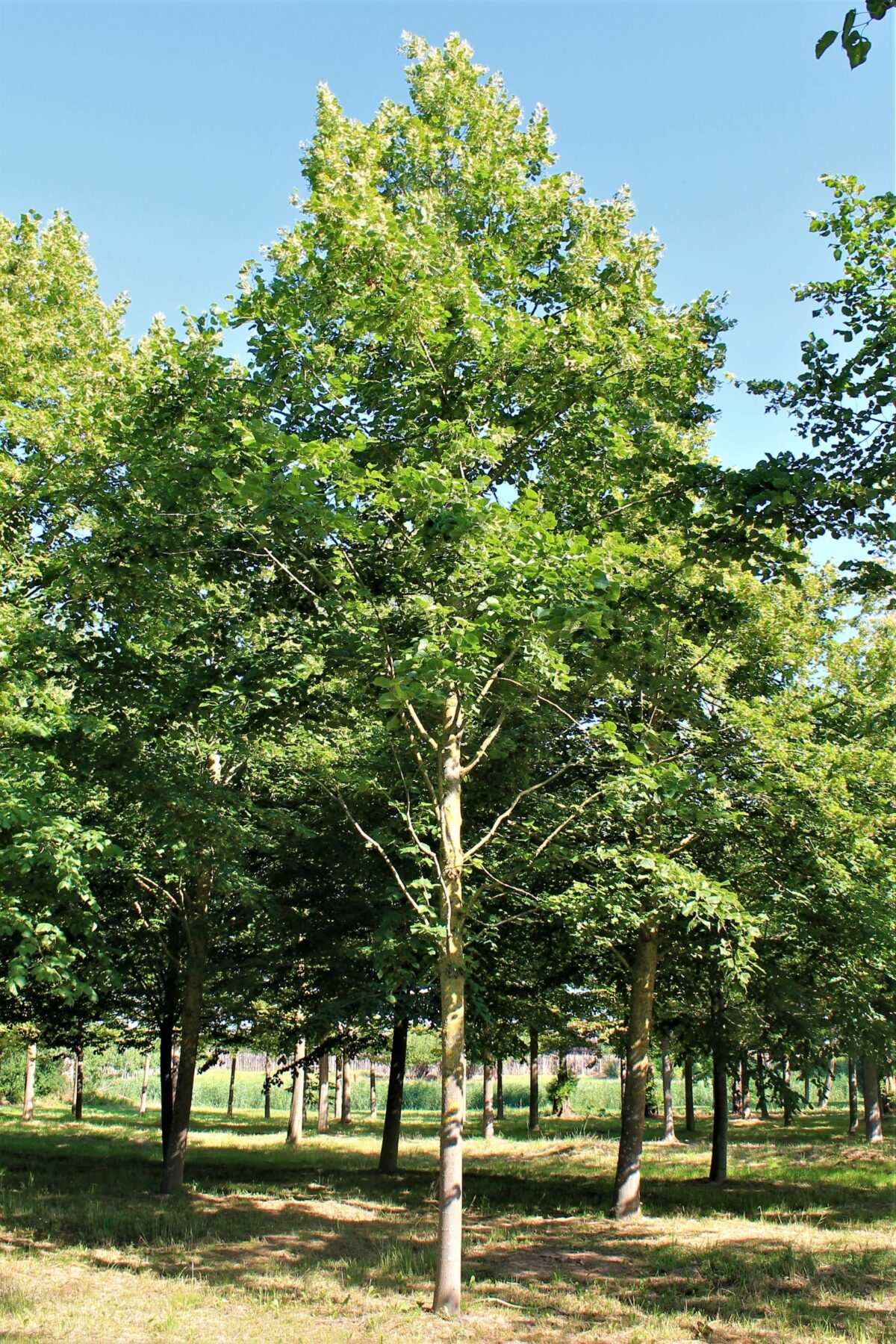 Krimlinde | Hoogstam