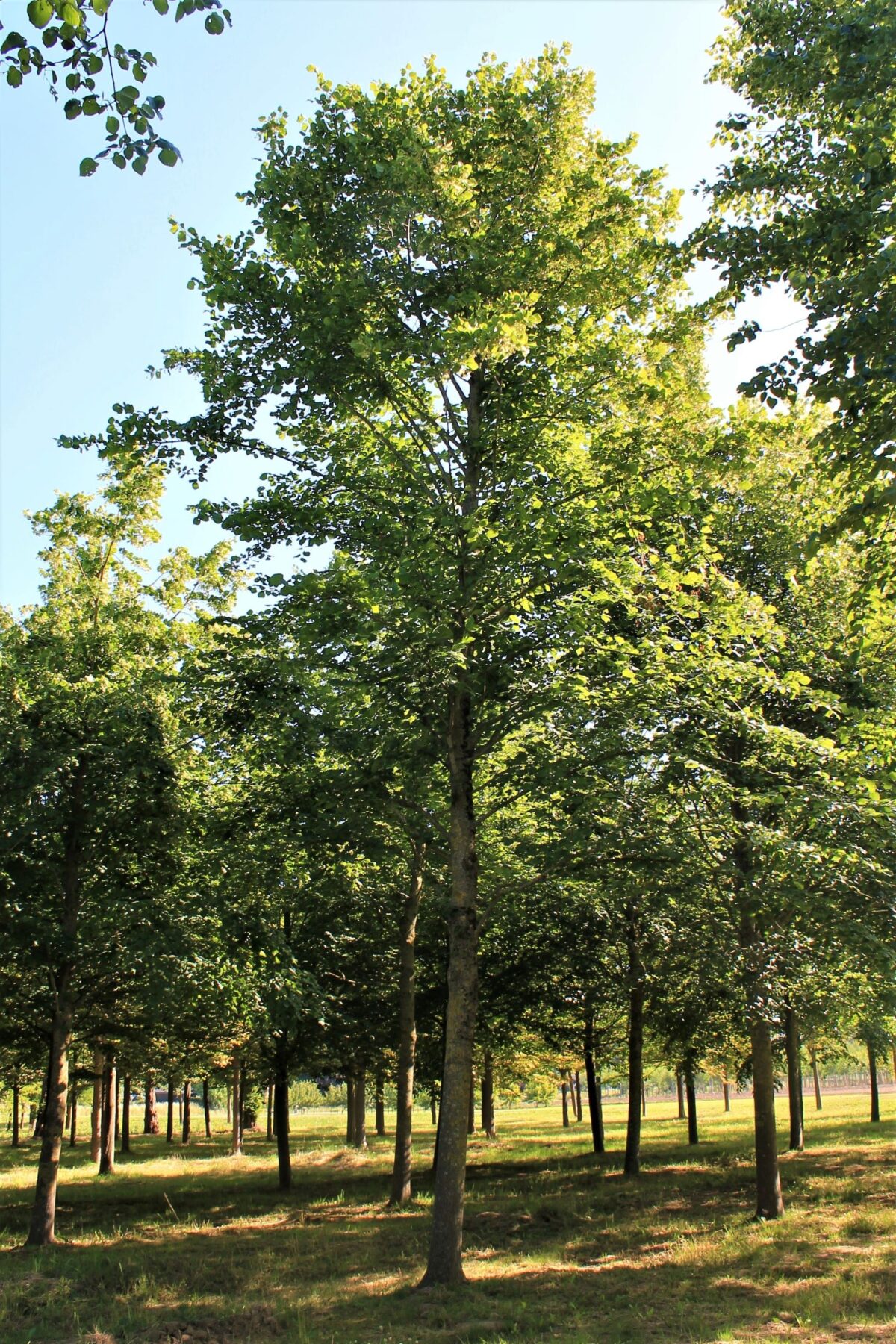 Krimlinde | Hoogstam