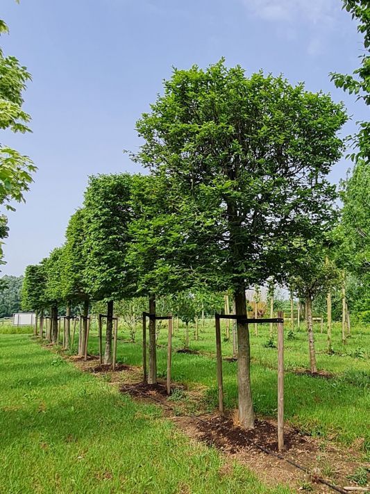 Haagbeuk | Blokvorm