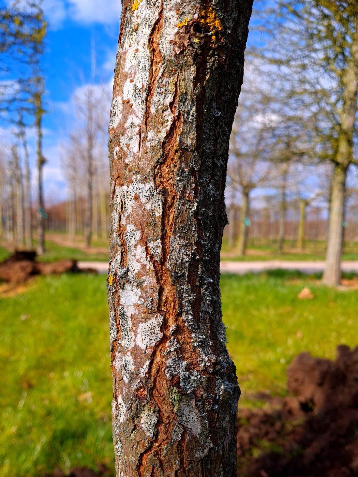 Lampionboom | Hoogstam