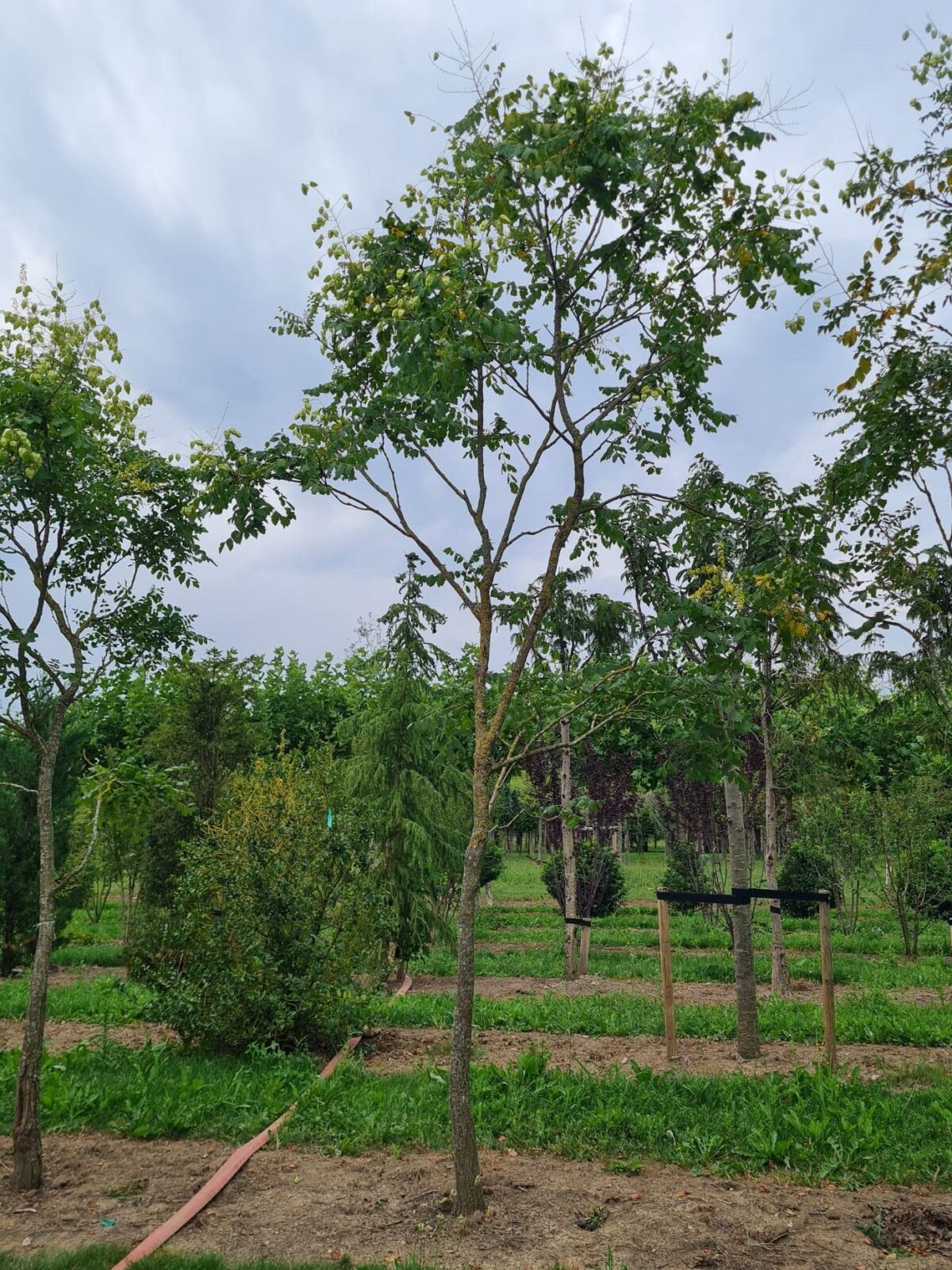 Lampionboom | Hoogstam