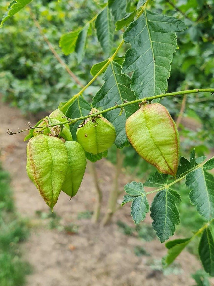 Lampionboom | Hoogstam