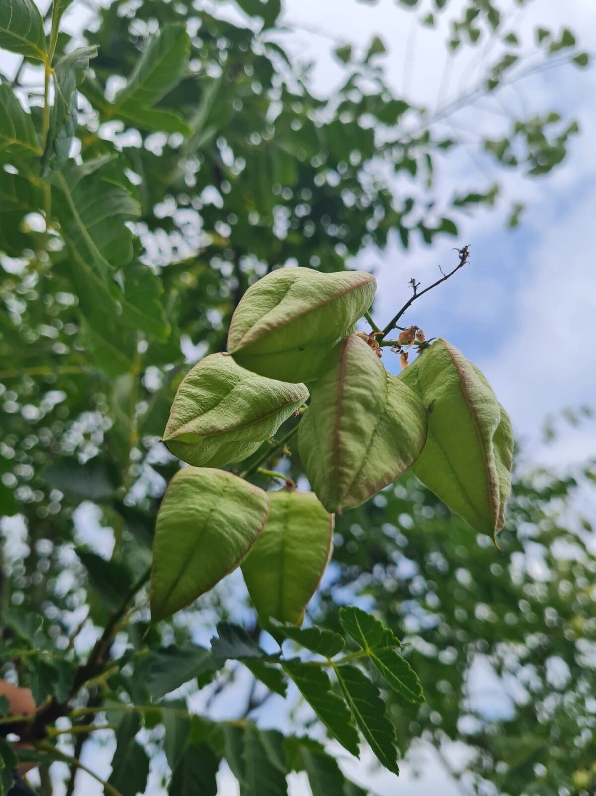 Lampionboom | Hoogstam