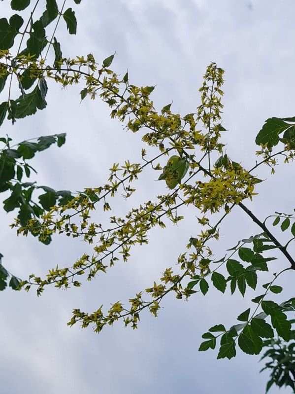 Lampionboom | Hoogstam