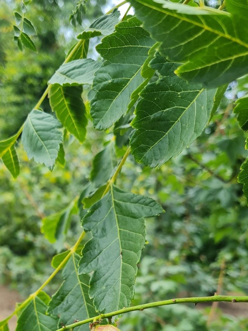 Lampionboom | Hoogstam