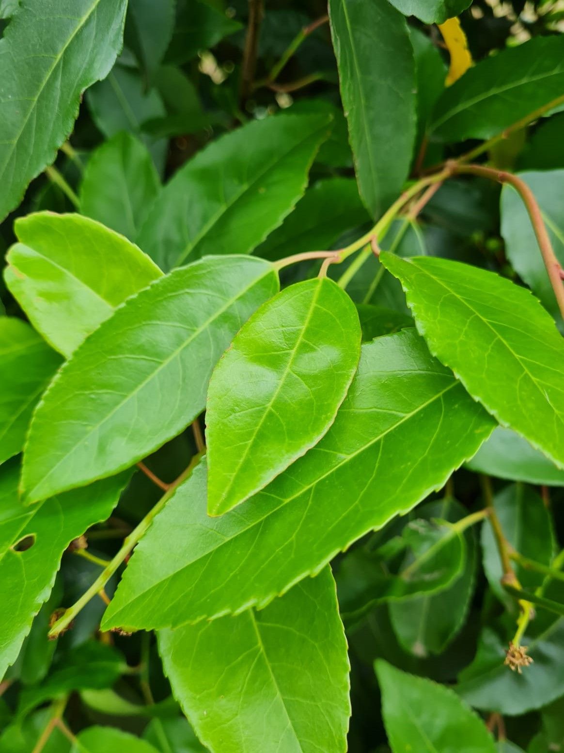 Laurierkers 'Rotundifolia' | Struikvorm