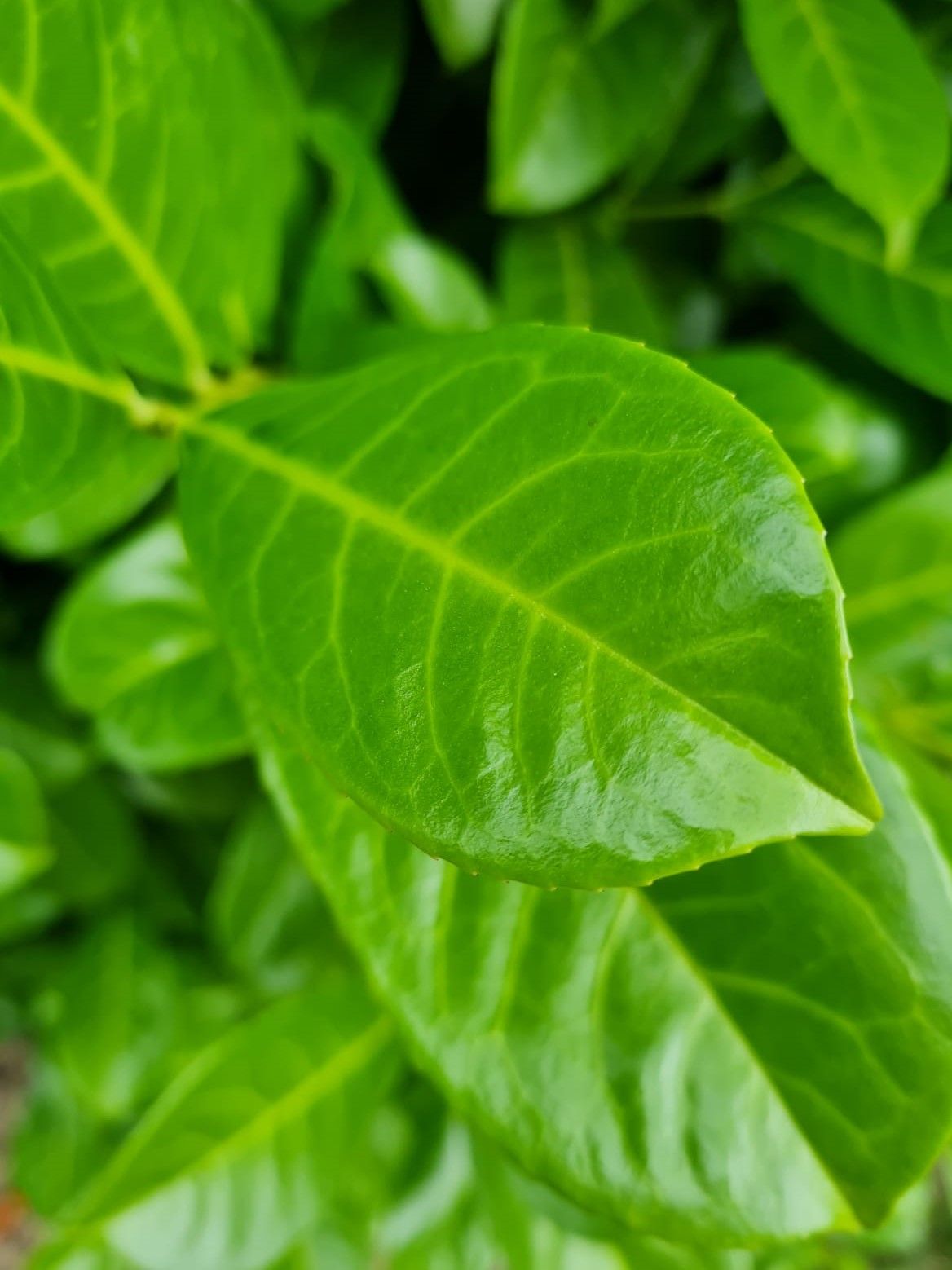 Laurierkers 'Rotundifolia' | Struikvorm