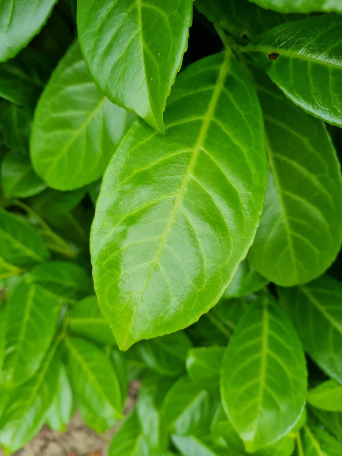 Laurierkers 'Rotundifolia' | Struikvorm