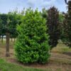 Laurierkers 'Rotundifolia' | Struikvorm
