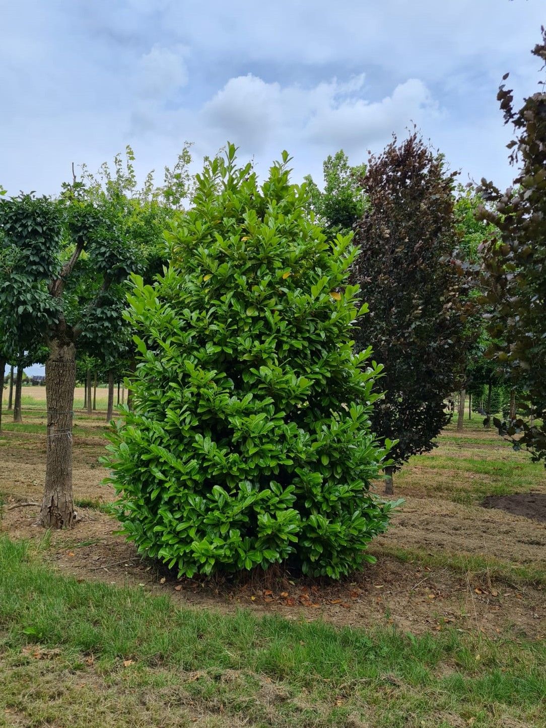 Laurierkers 'Rotundifolia' | Struikvorm