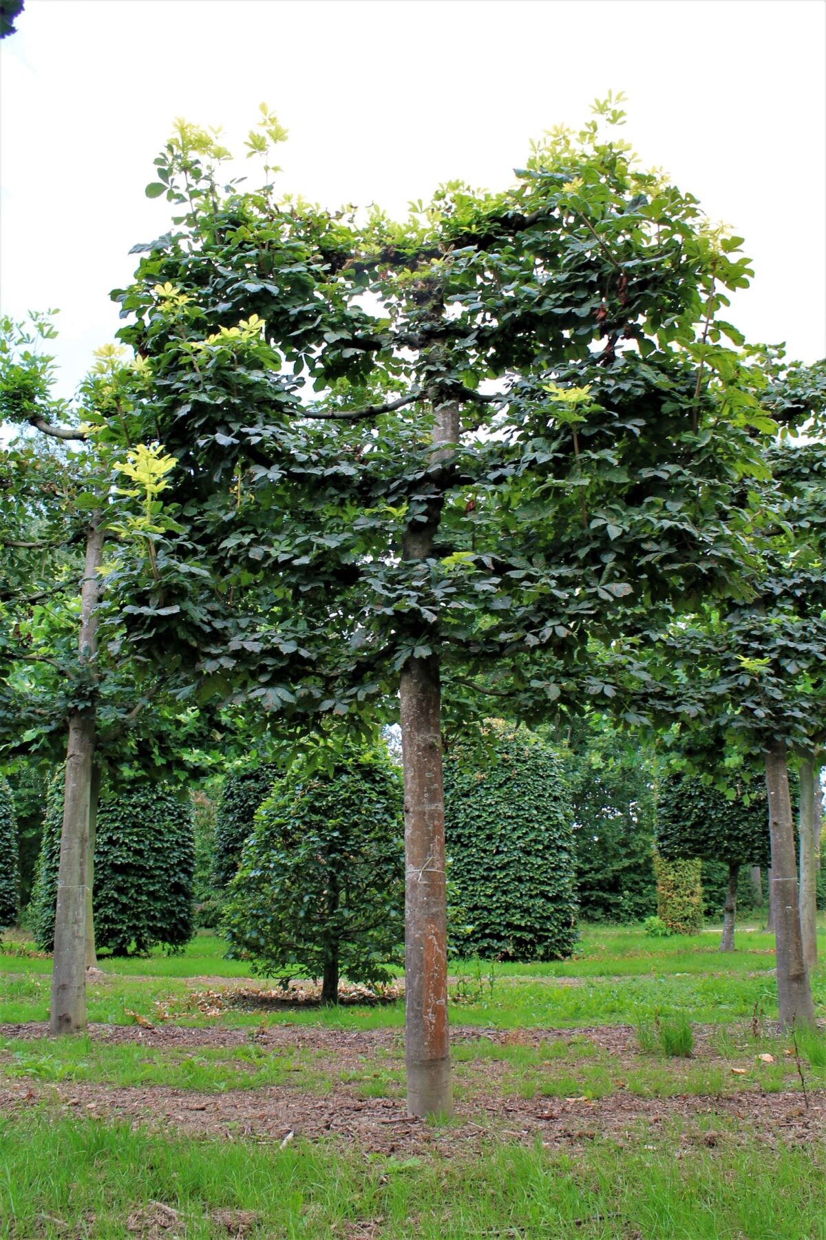 Witte paardenkastanje | Leivorm