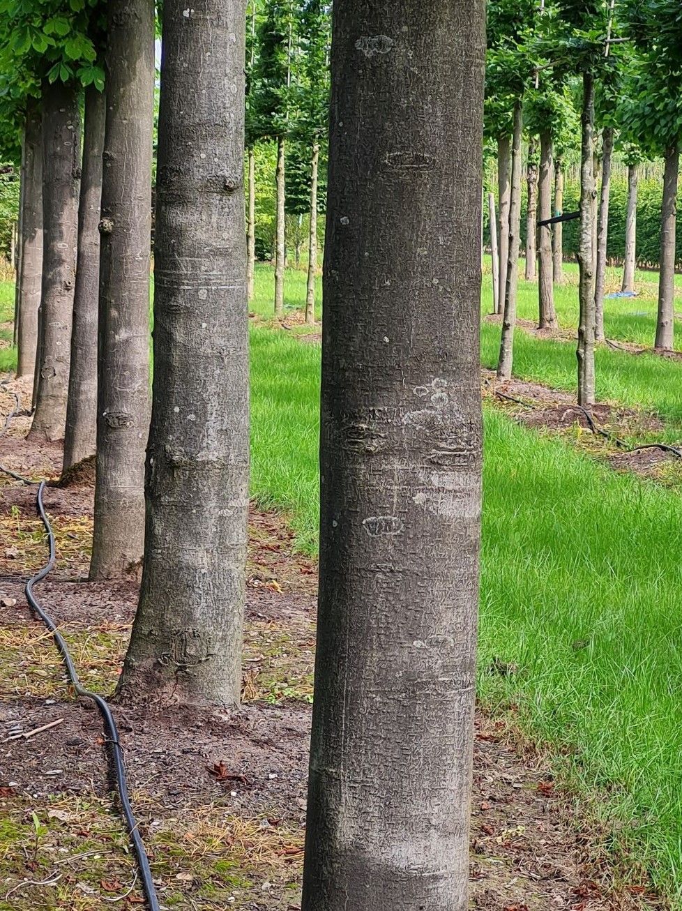 Witte paardenkastanje | Leivorm