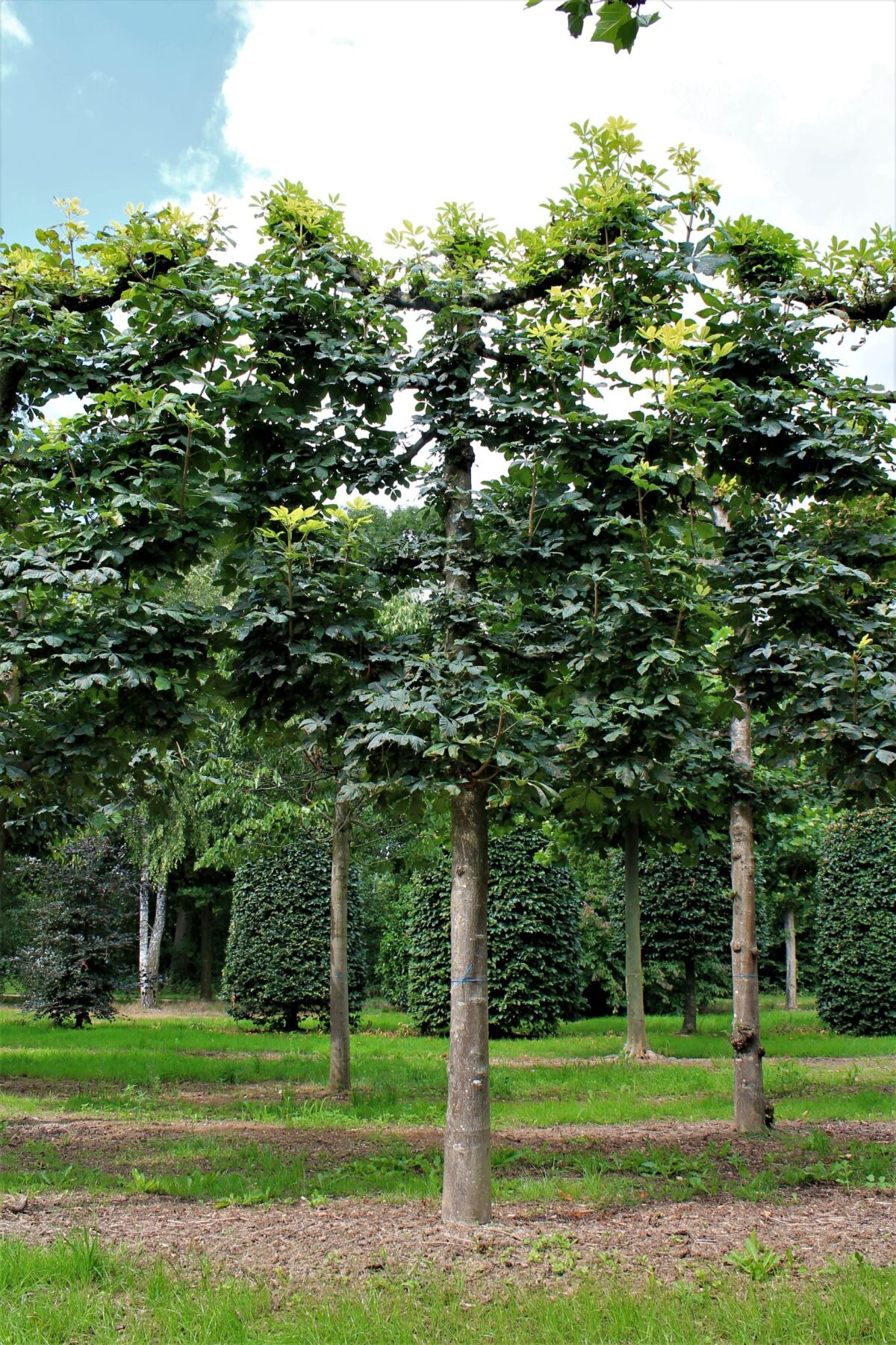 Witte paardenkastanje | Leivorm