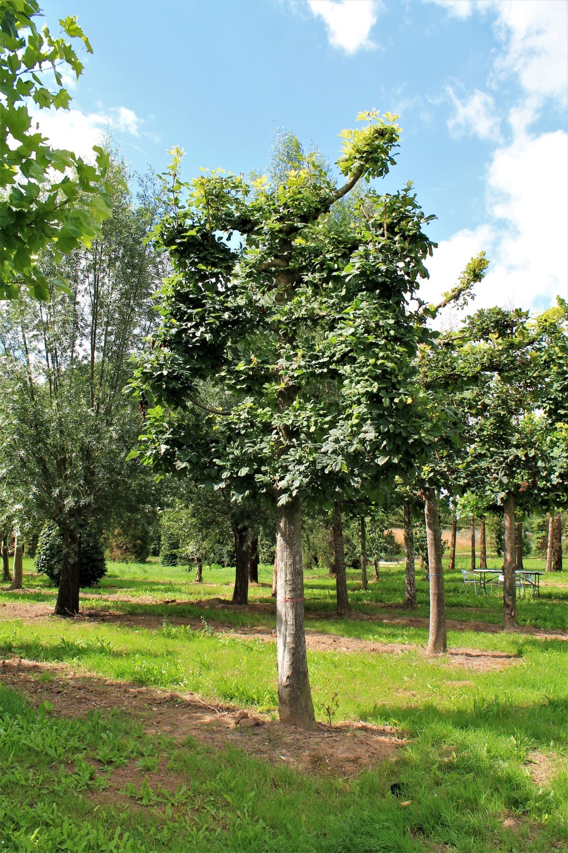 Witte paardenkastanje | Leivorm