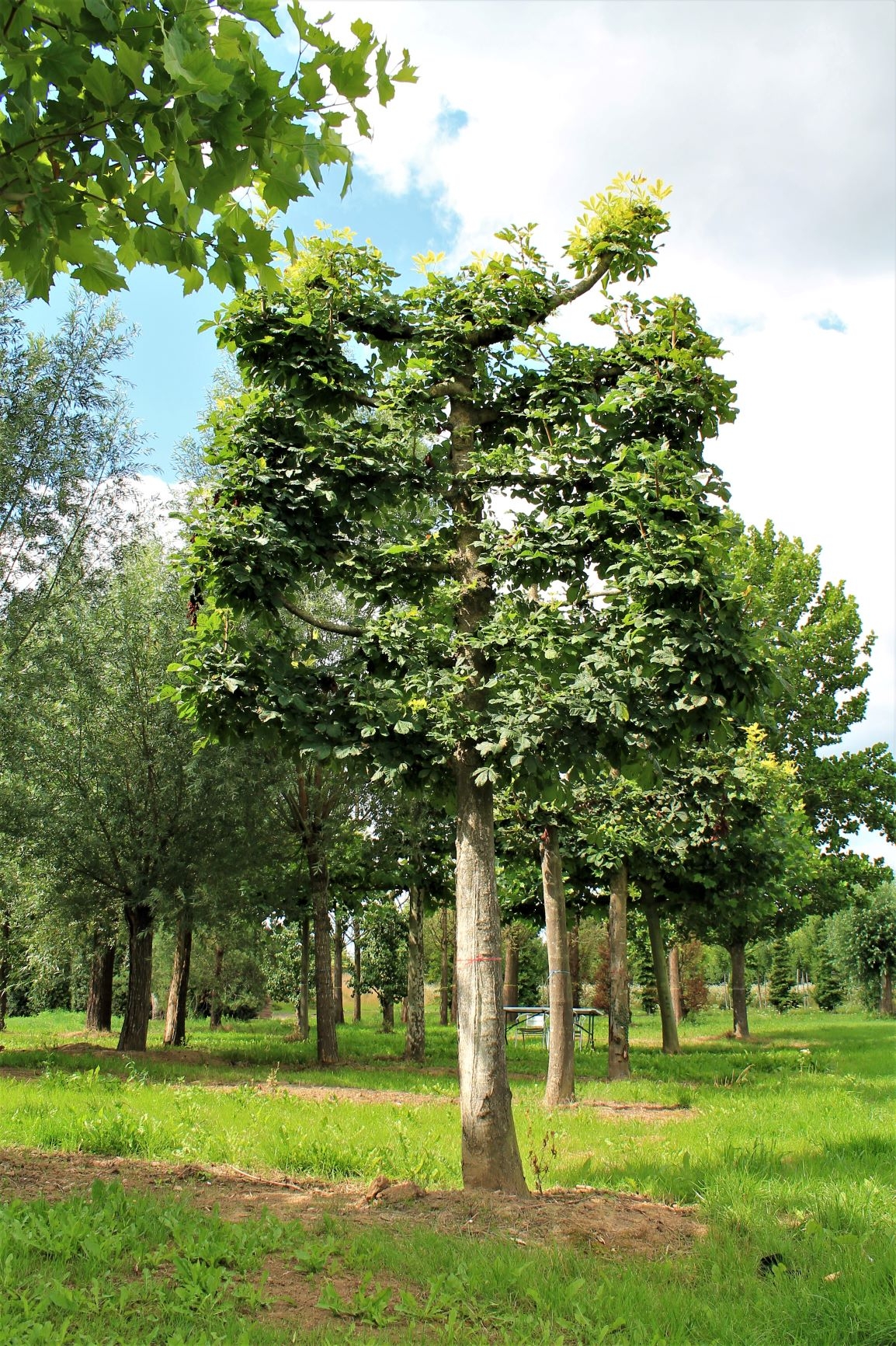 Witte paardenkastanje | Leivorm