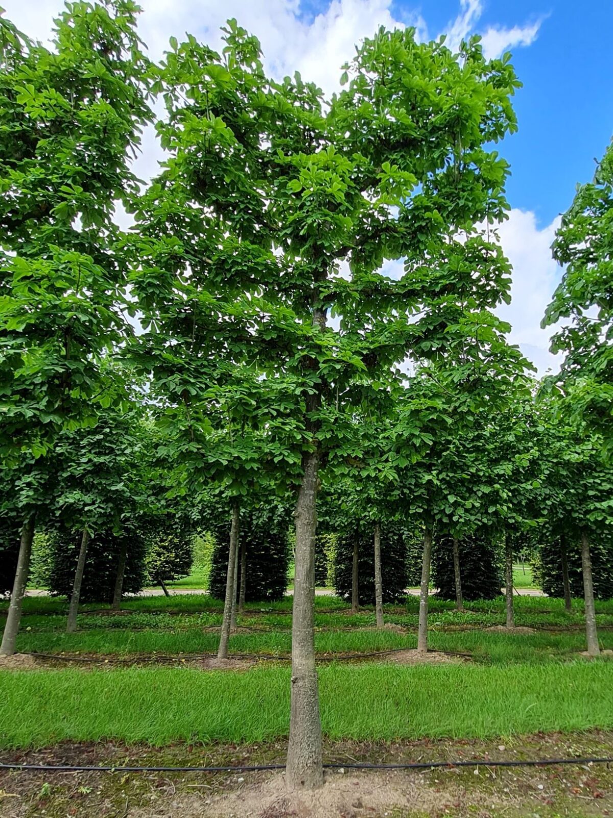 Witte paardenkastanje | Leivorm
