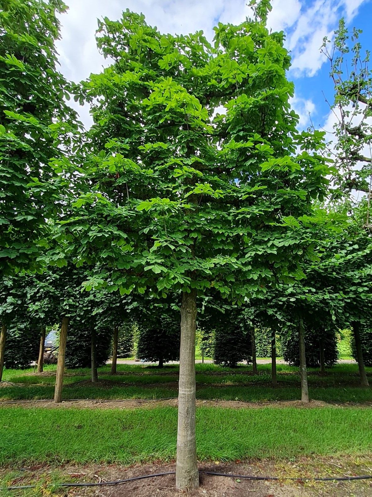 Witte paardenkastanje | Leivorm