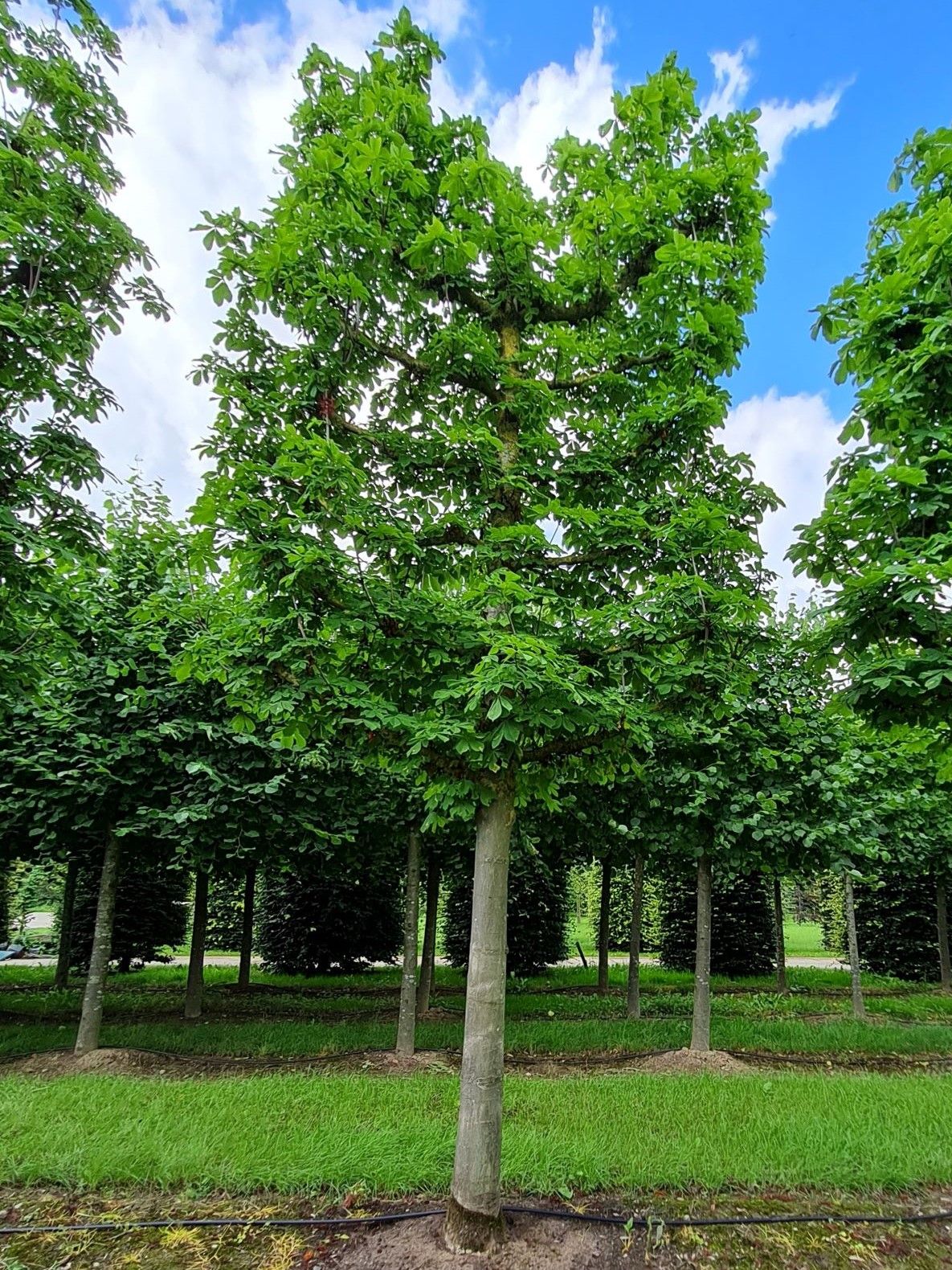 Witte paardenkastanje | Leivorm
