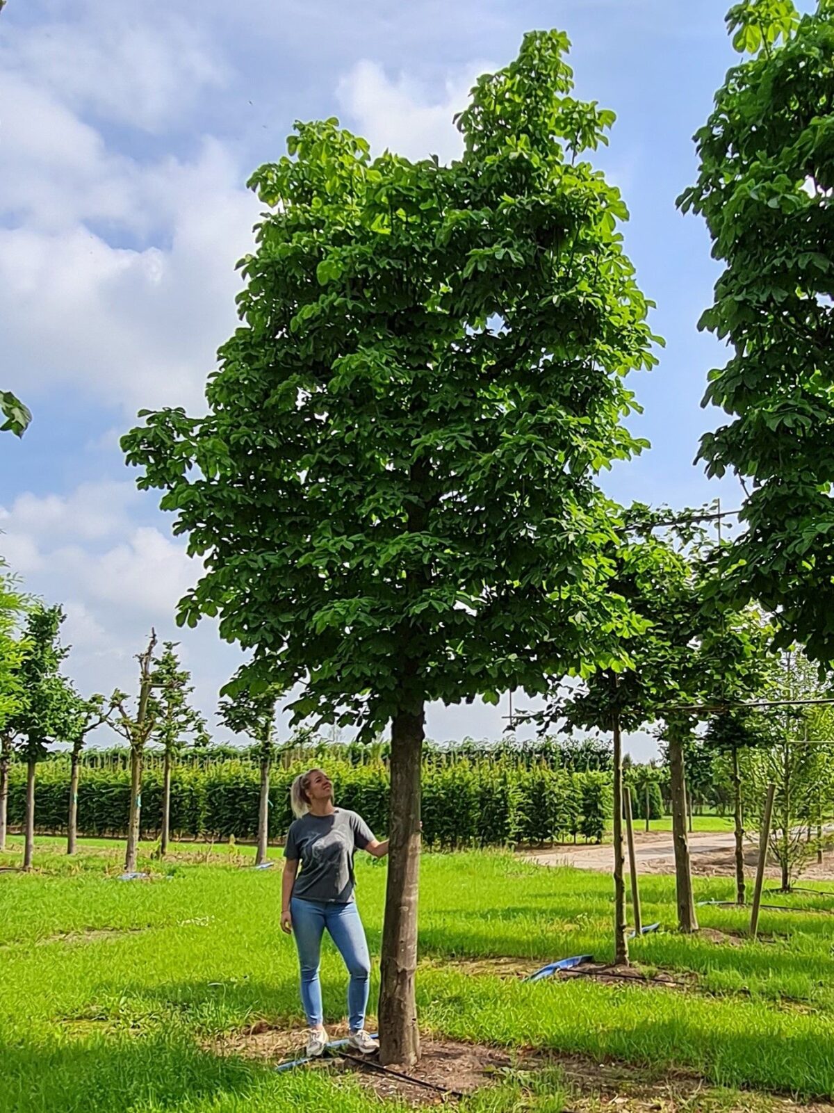 Witte paardenkastanje | Leivorm