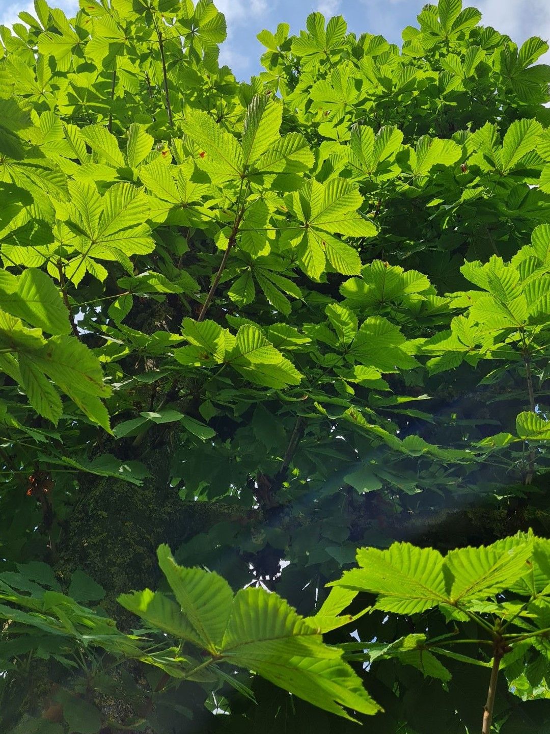 Witte paardenkastanje | Leivorm