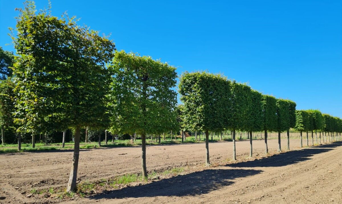 Haagbeuk | Schermvorm