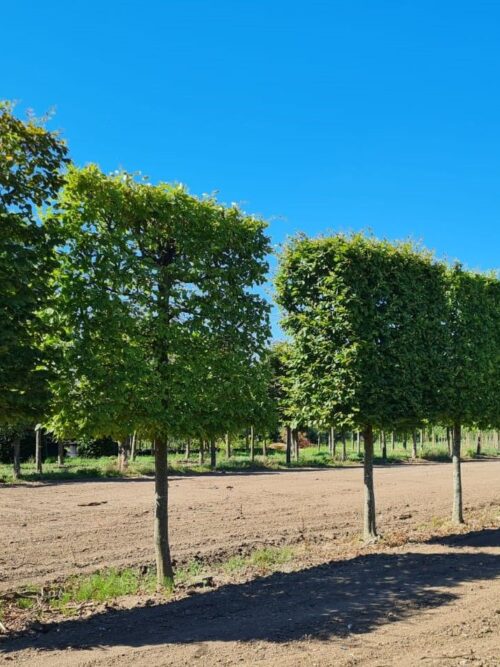 Haagbeuk | Schermvorm