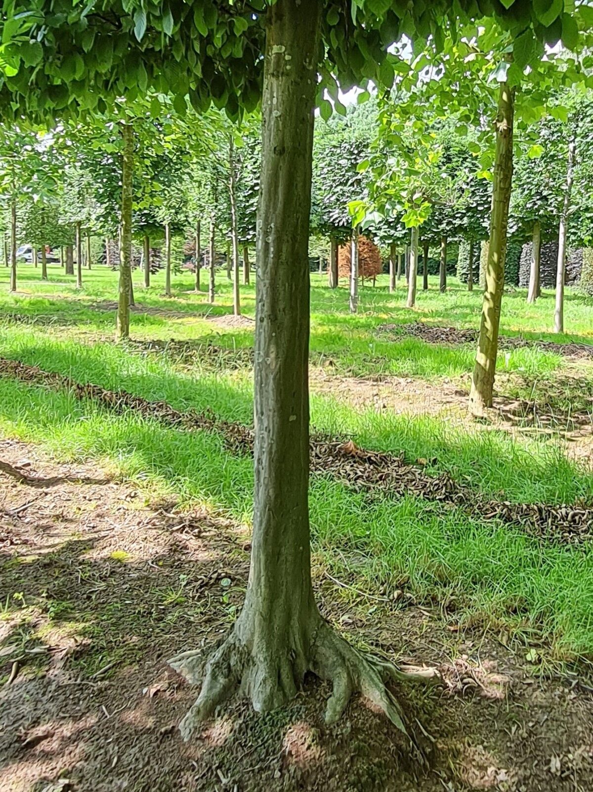 Haagbeuk | Schermvorm
