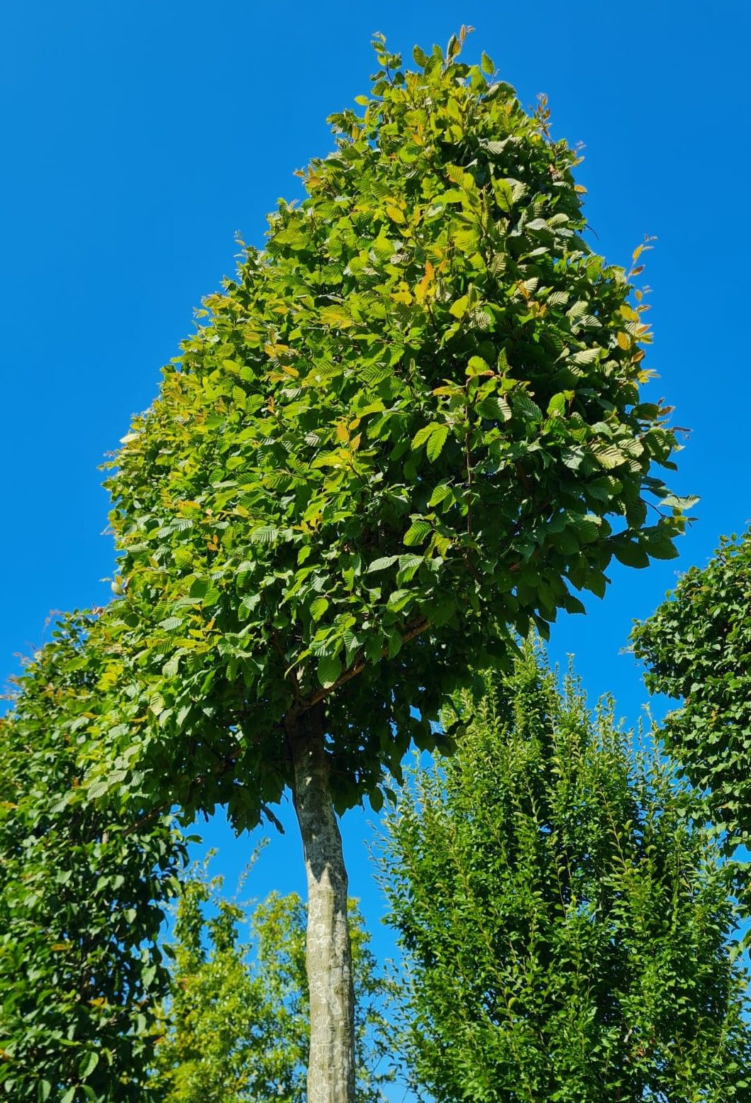 Haagbeuk | Schermvorm