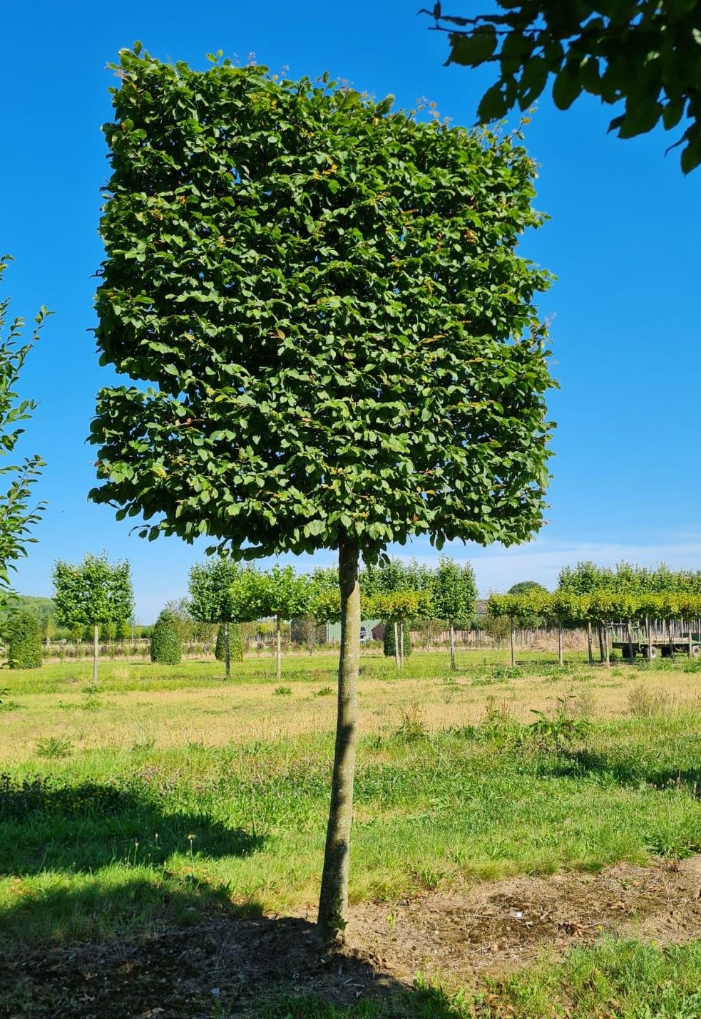 Haagbeuk | Schermvorm