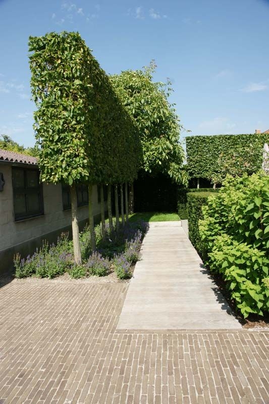 Haagbeuk | Schermvorm