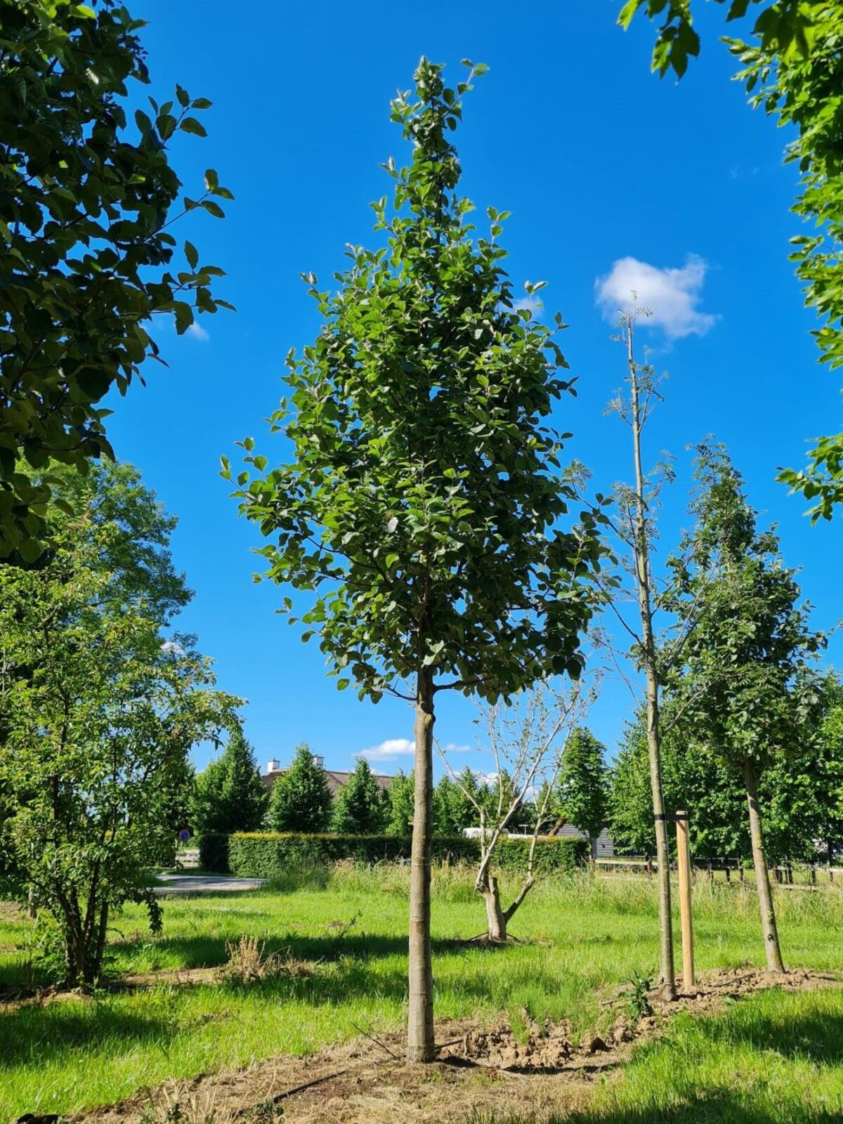 Zweedse lijsterbes | Hoogstam