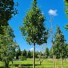 Zweedse lijsterbes | Hoogstam