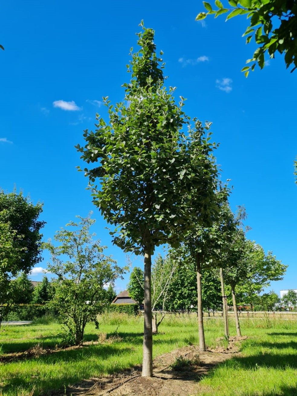 Zweedse lijsterbes | Hoogstam