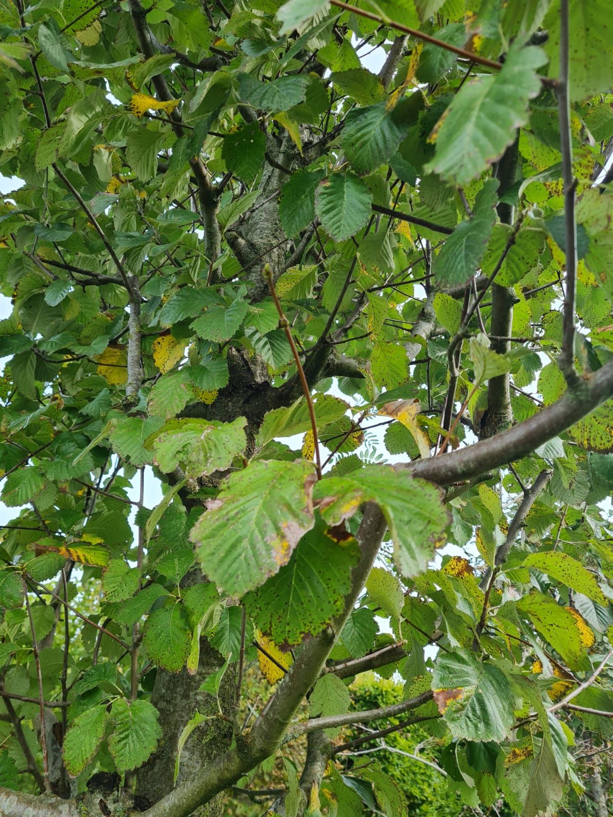 Zweedse lijsterbes | Hoogstam