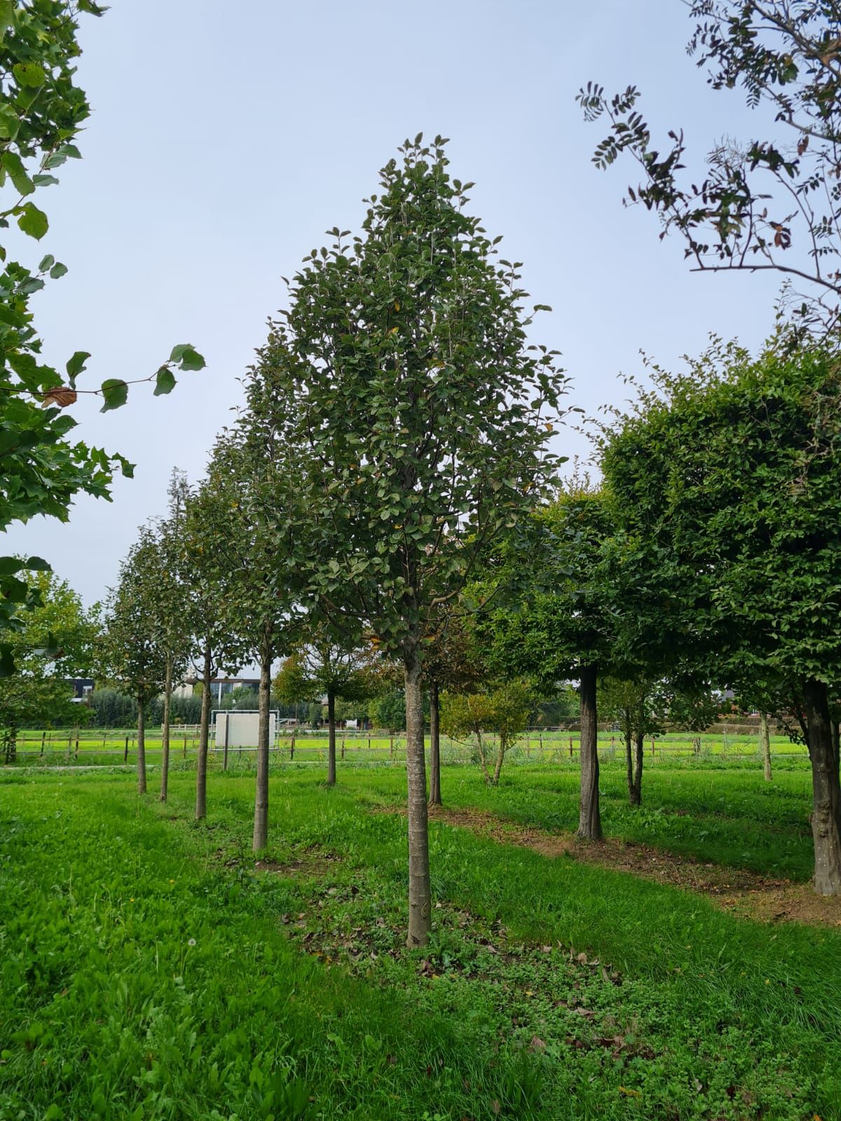 Zweedse lijsterbes | Hoogstam