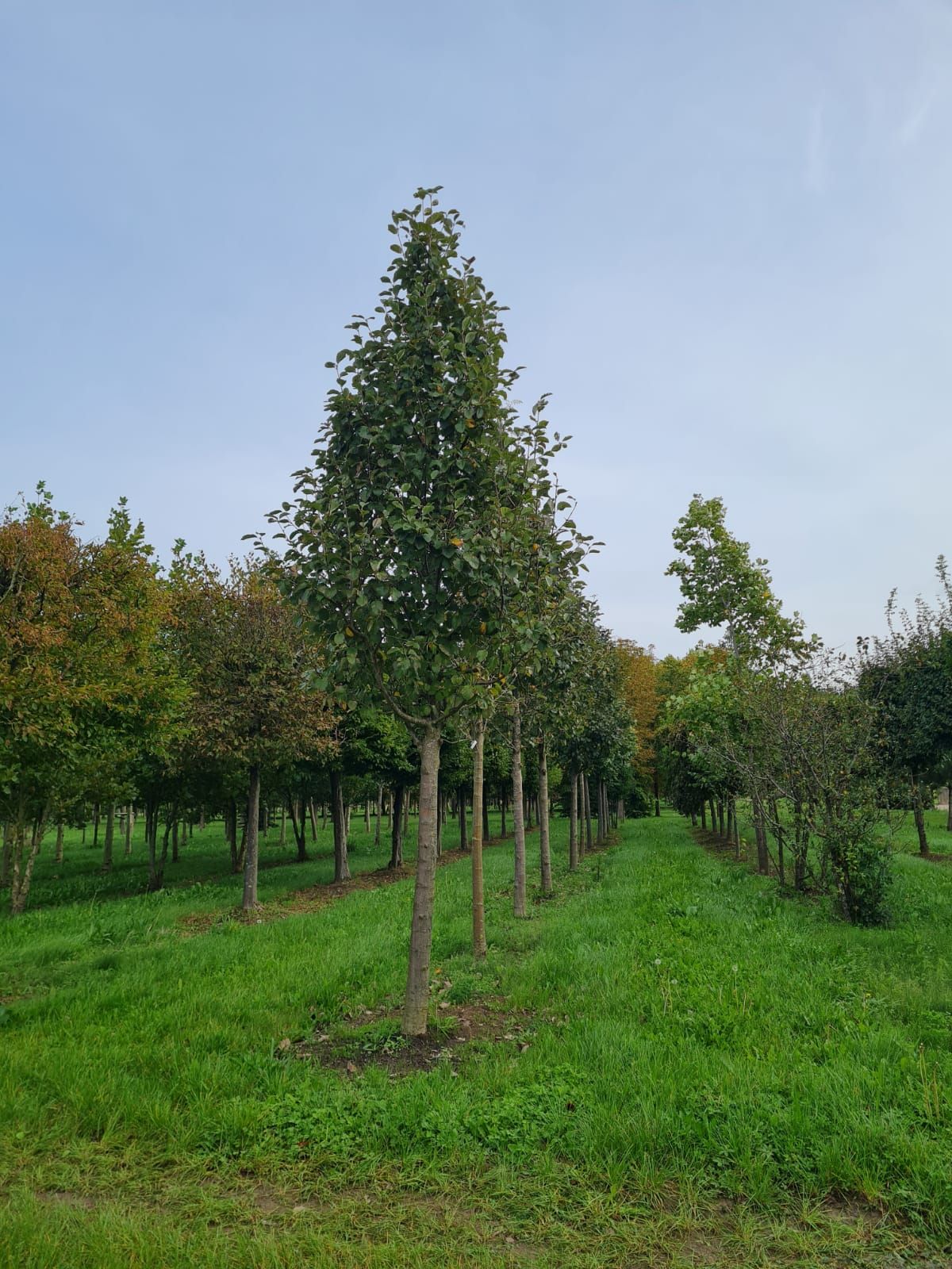 Zweedse lijsterbes | Hoogstam