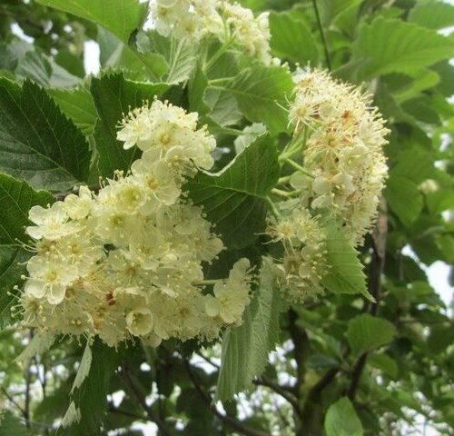 Zweedse lijsterbes | Hoogstam