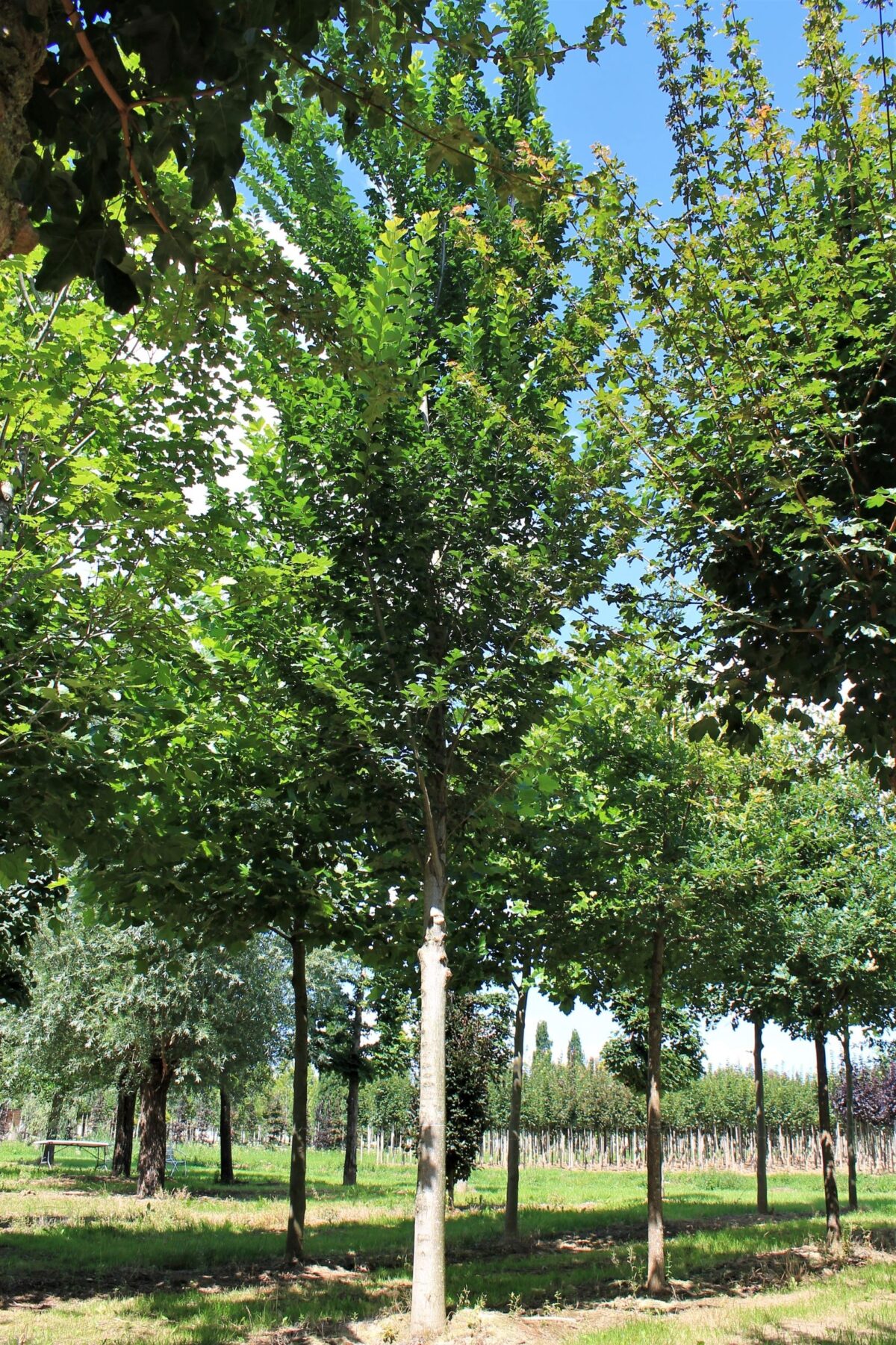 Iep 'Lobel' | Hoogstam