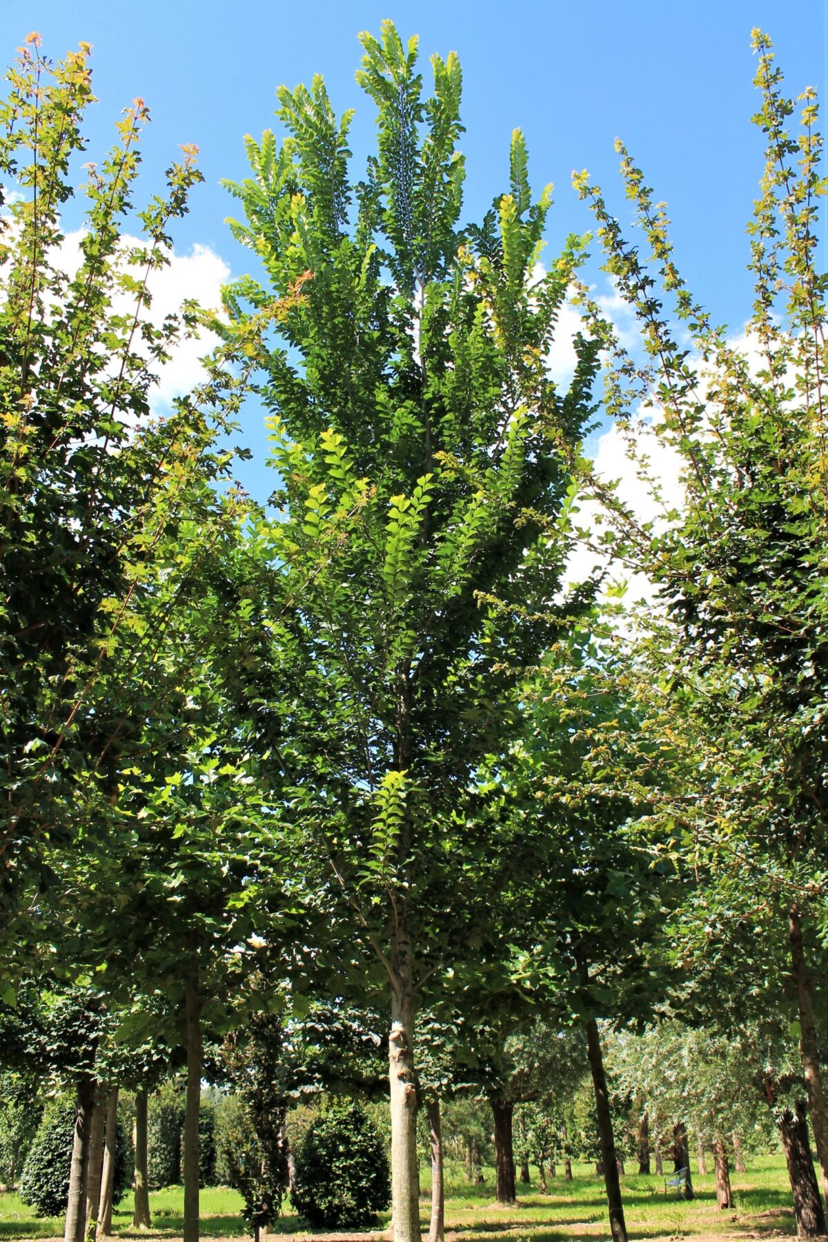 Iep 'Lobel' | Hoogstam