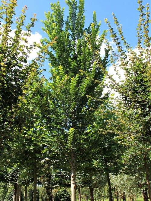 Iep 'Lobel' | Hoogstam