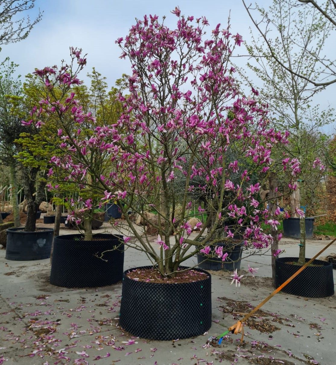 Magnolia 'Susan' | Meerstammig