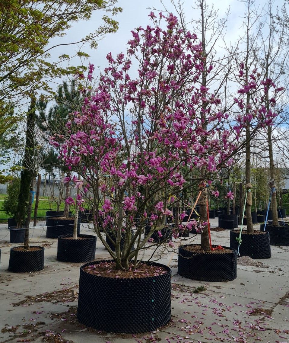 Magnolia 'Susan' | Meerstammig