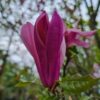 Magnolia 'Susan' | Meerstammig
